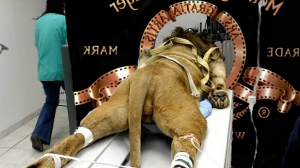 kamu mgm oroszlán