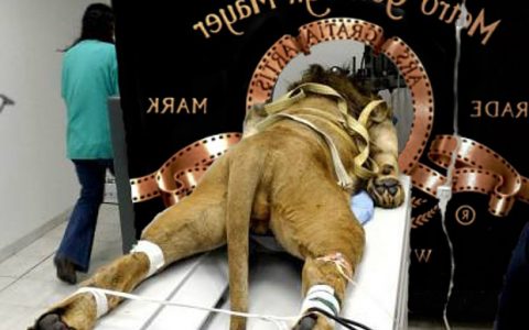 kamu mgm oroszlán