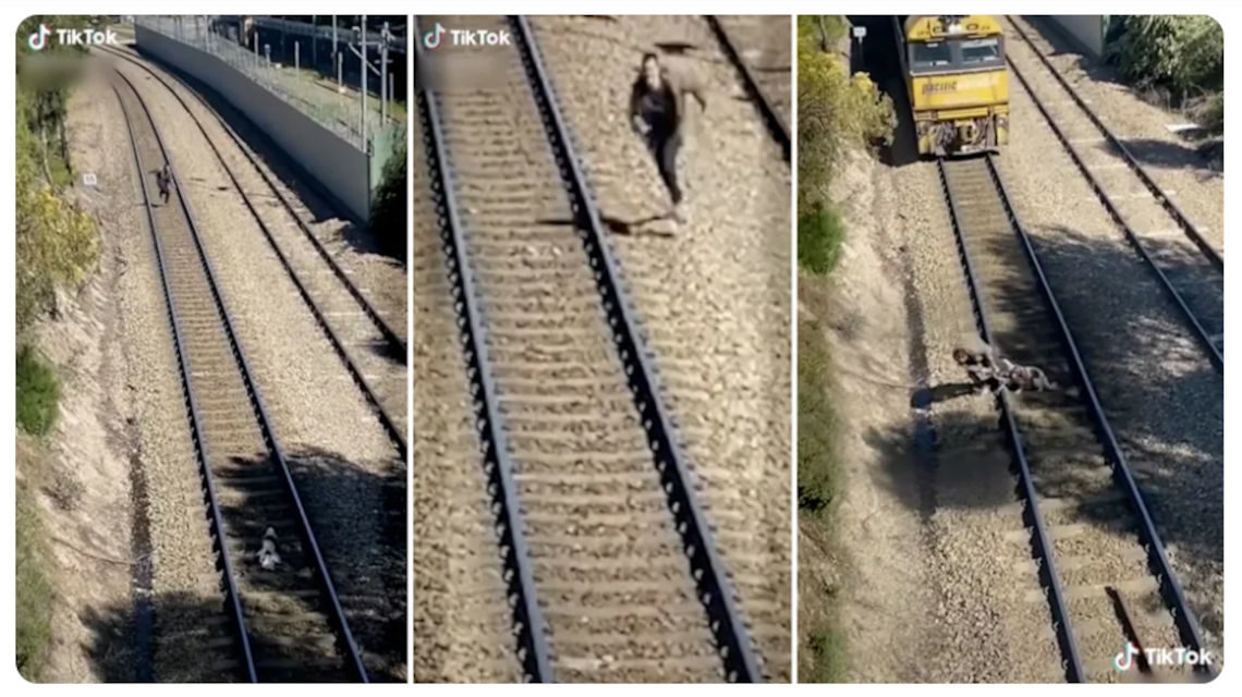 tiktok videó kutyamentés