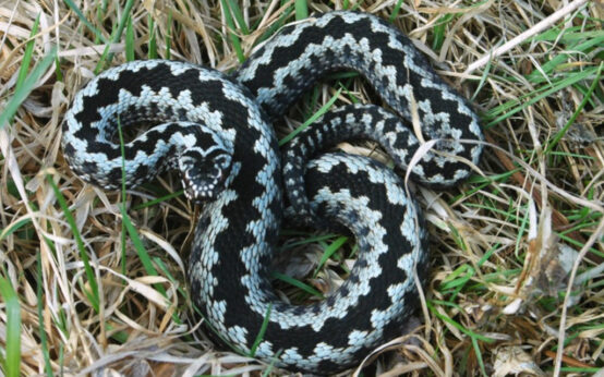keresztes vipera