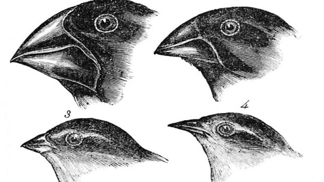 Darwin pintyei