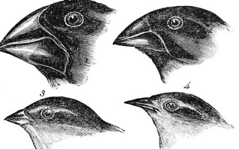 Darwin pintyei