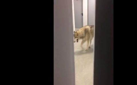 Farkas a szocsi olimpián