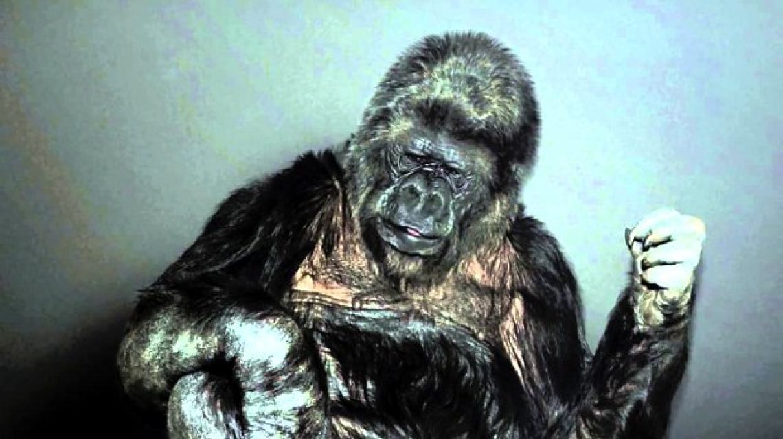 Koko gorilla