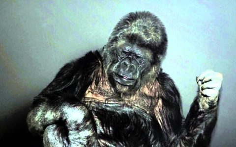 Koko gorilla