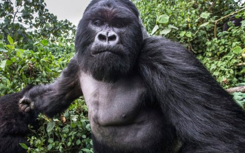 gorilla
