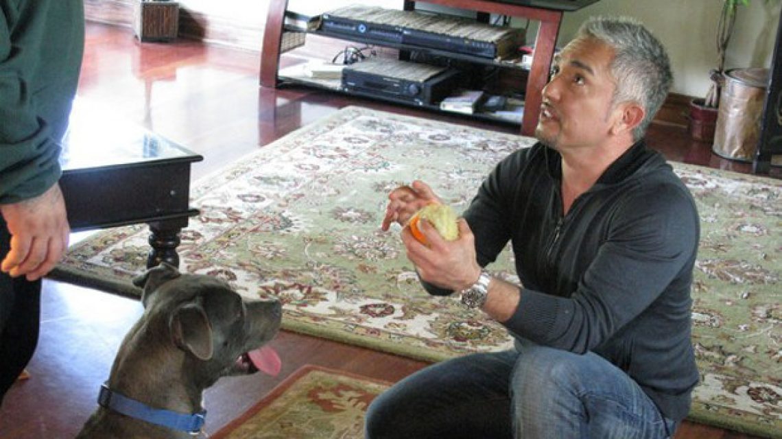 Cesar Millan kutyadoki