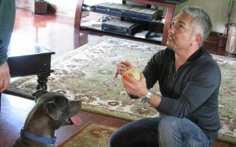 Cesar Millan kutyadoki