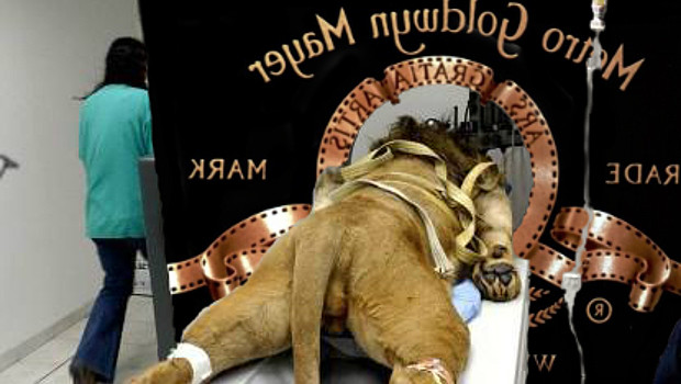 MGM oroszlán az asztalon