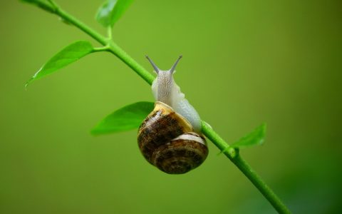 csiga biga gyere ki értelmezése