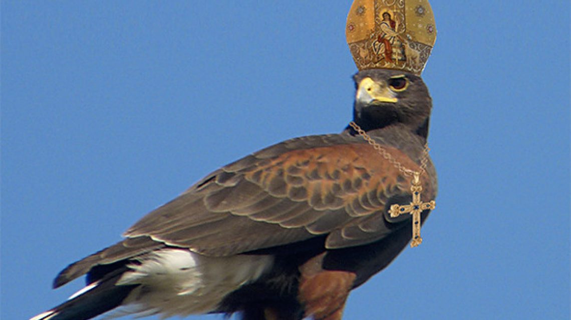 pápa ölyv